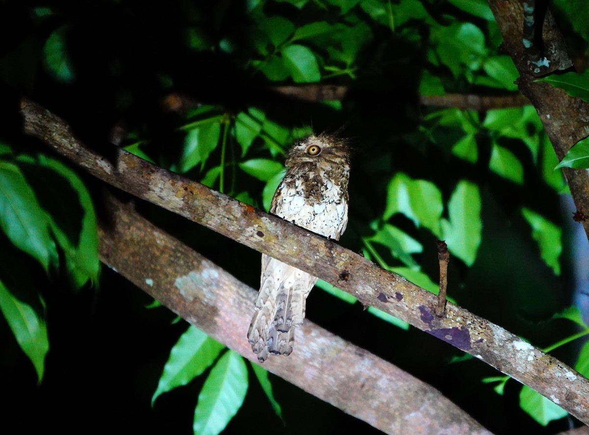 Palawan Frogmouth - ML615909532