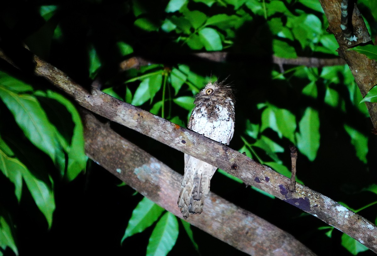 Palawan Frogmouth - ML615909533