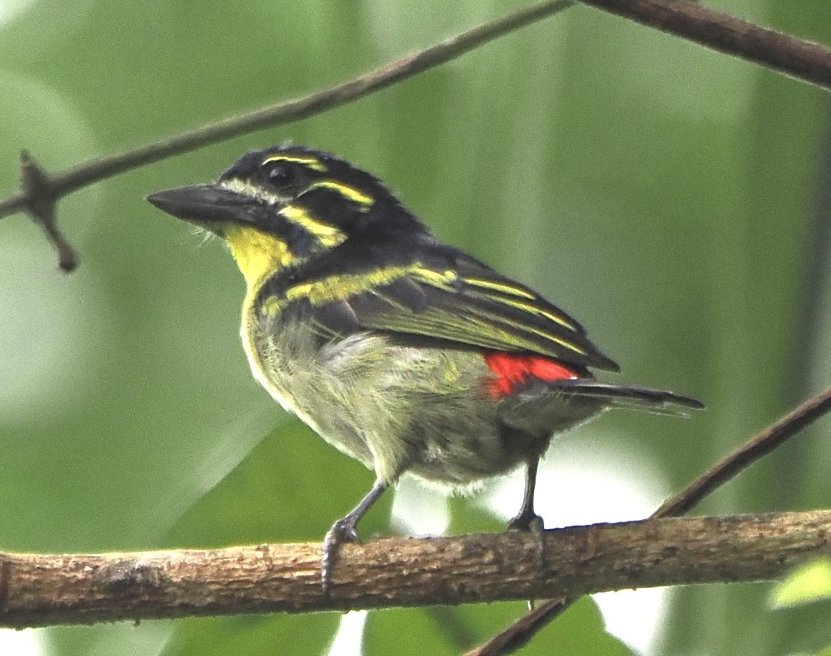 Red-rumped Tinkerbird - Annette Teng