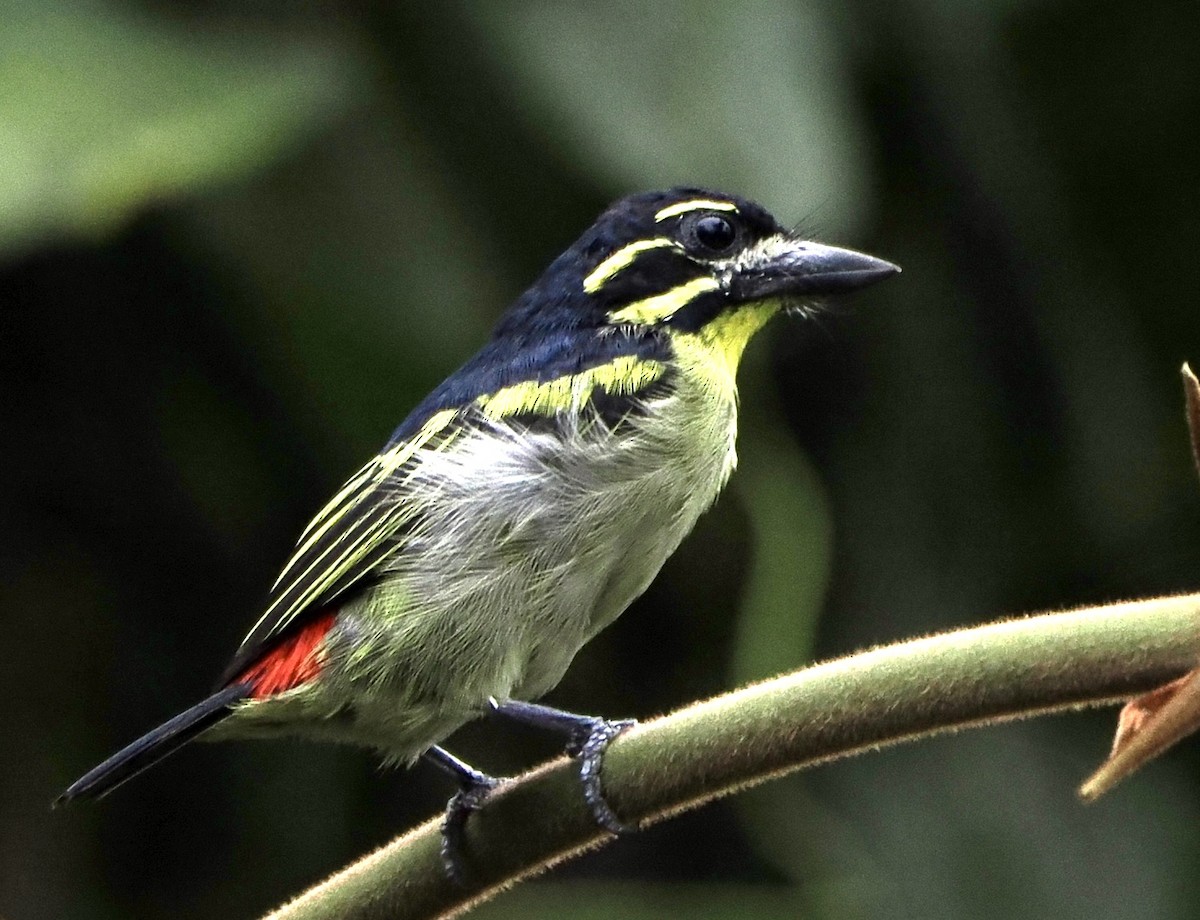 Red-rumped Tinkerbird - Annette Teng