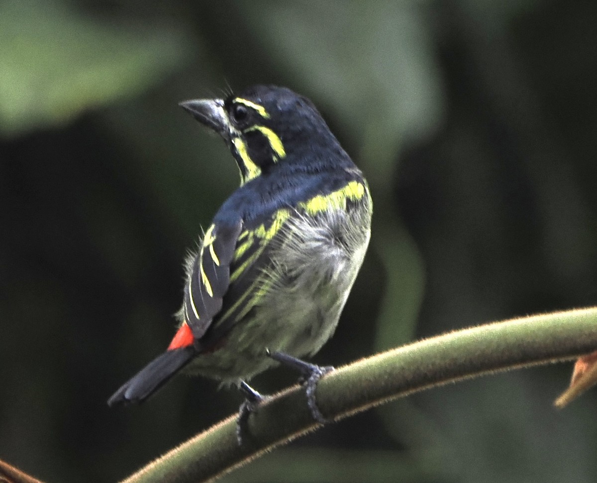 Red-rumped Tinkerbird - ML615909579