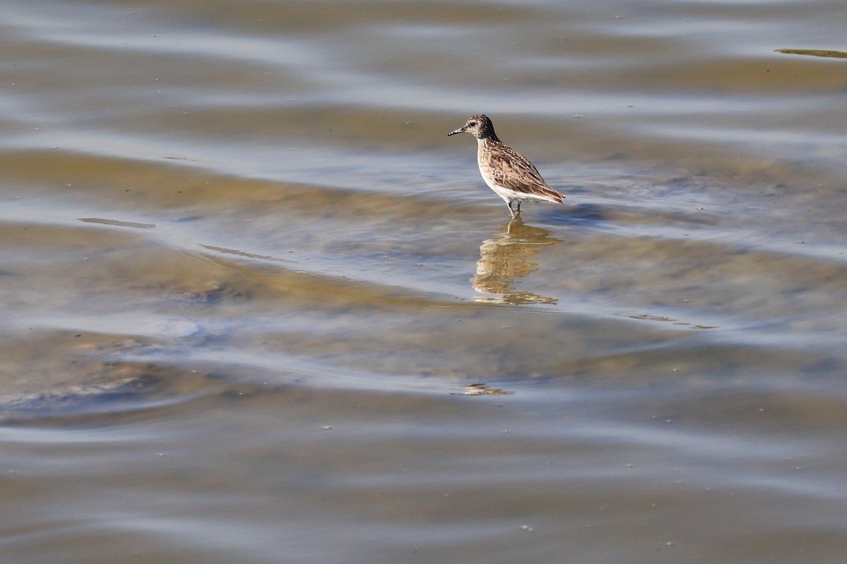 langtåsnipe - ML615909621