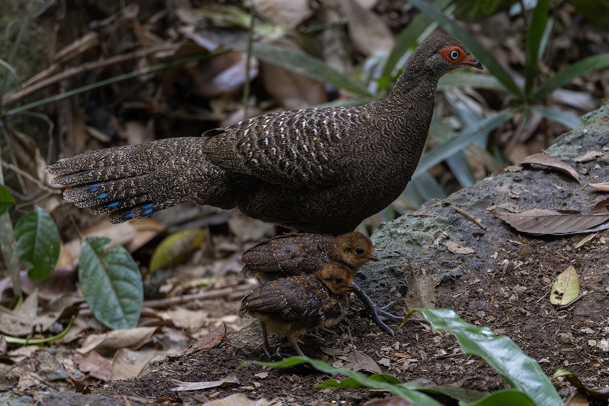 Hainan Peacock-Pheasant - ML615909648