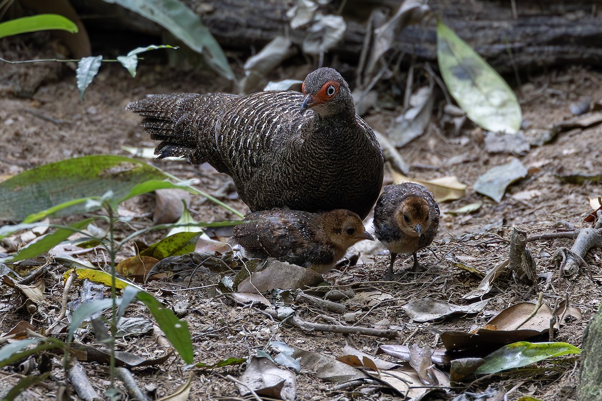 Hainan Peacock-Pheasant - ML615909649