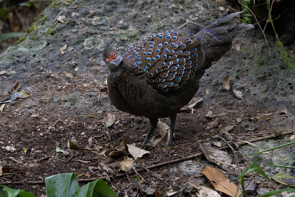 Hainan Peacock-Pheasant - Matthew Kwan
