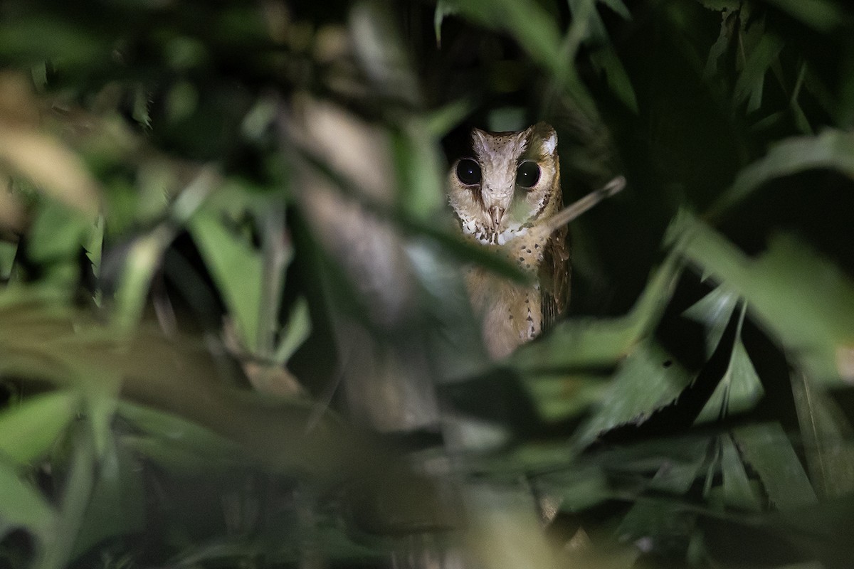 Oriental Bay-Owl - Matthew Kwan