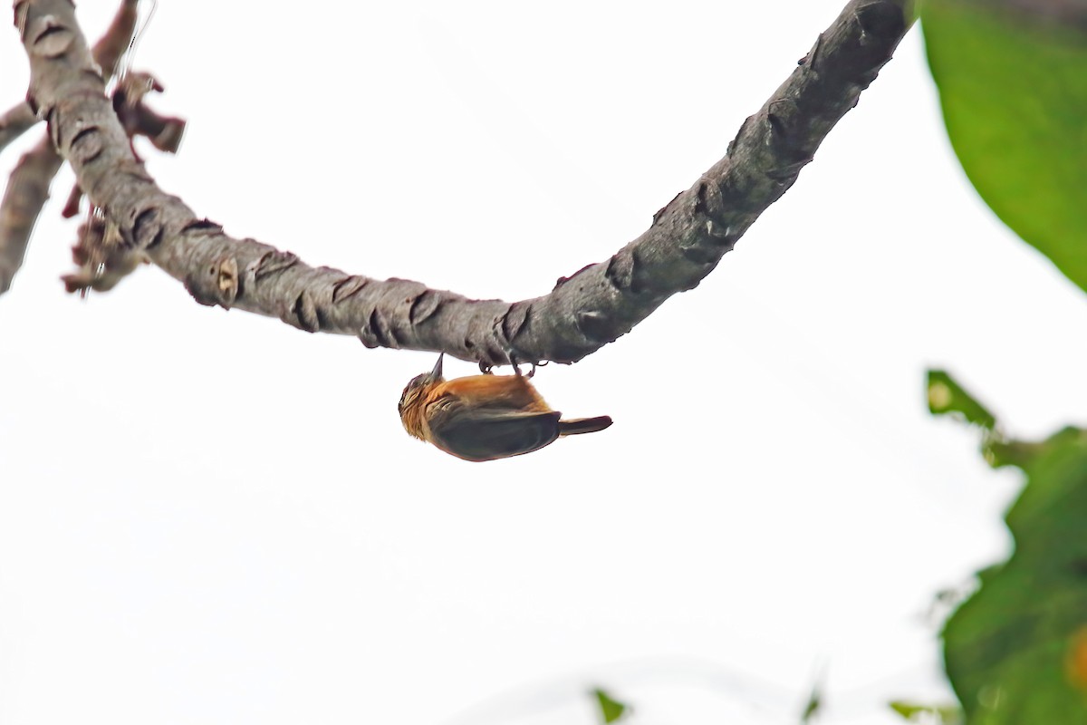 Ochraceous Piculet - ML615909735