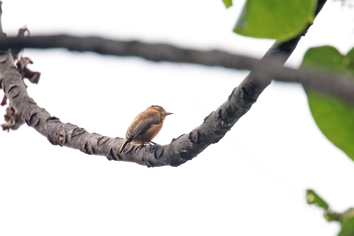 Ochraceous Piculet - ML615909736