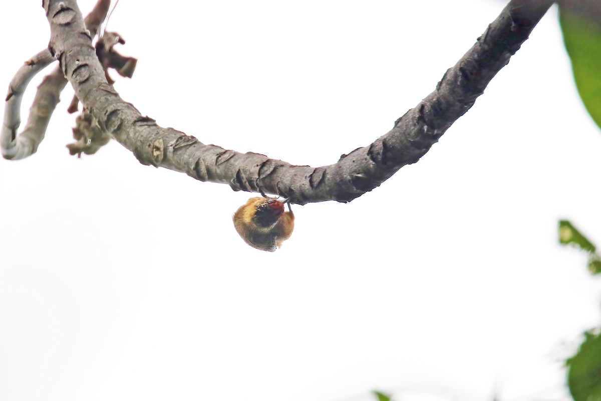 Ochraceous Piculet - ML615909737