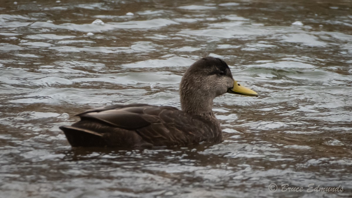 American Black Duck - ML615909776
