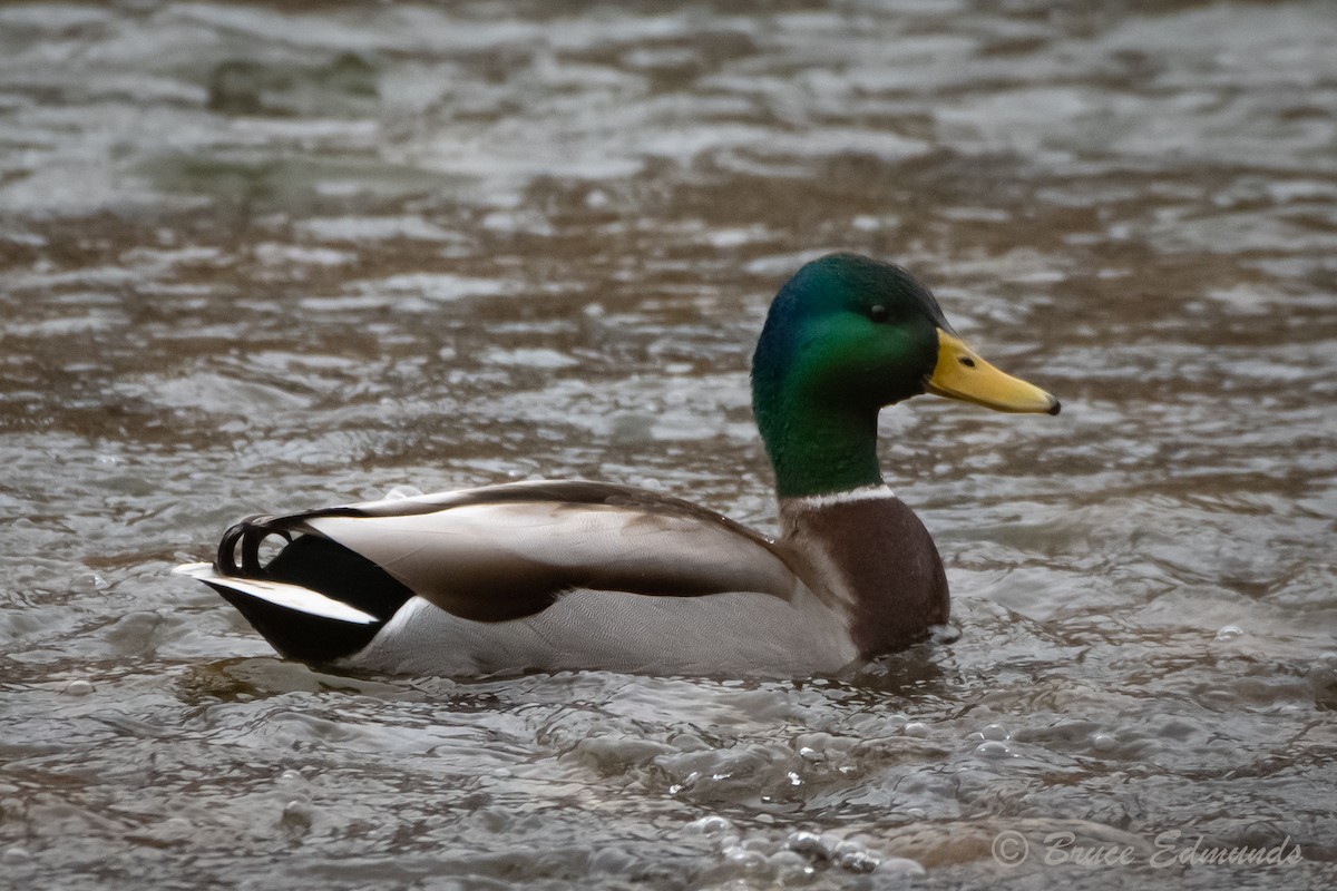 Mallard - ML615909777