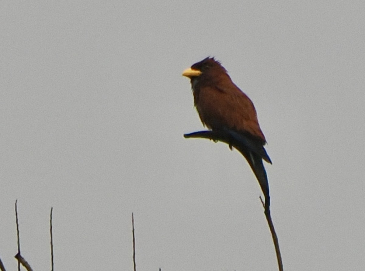 Blue-throated Roller - ML615909793