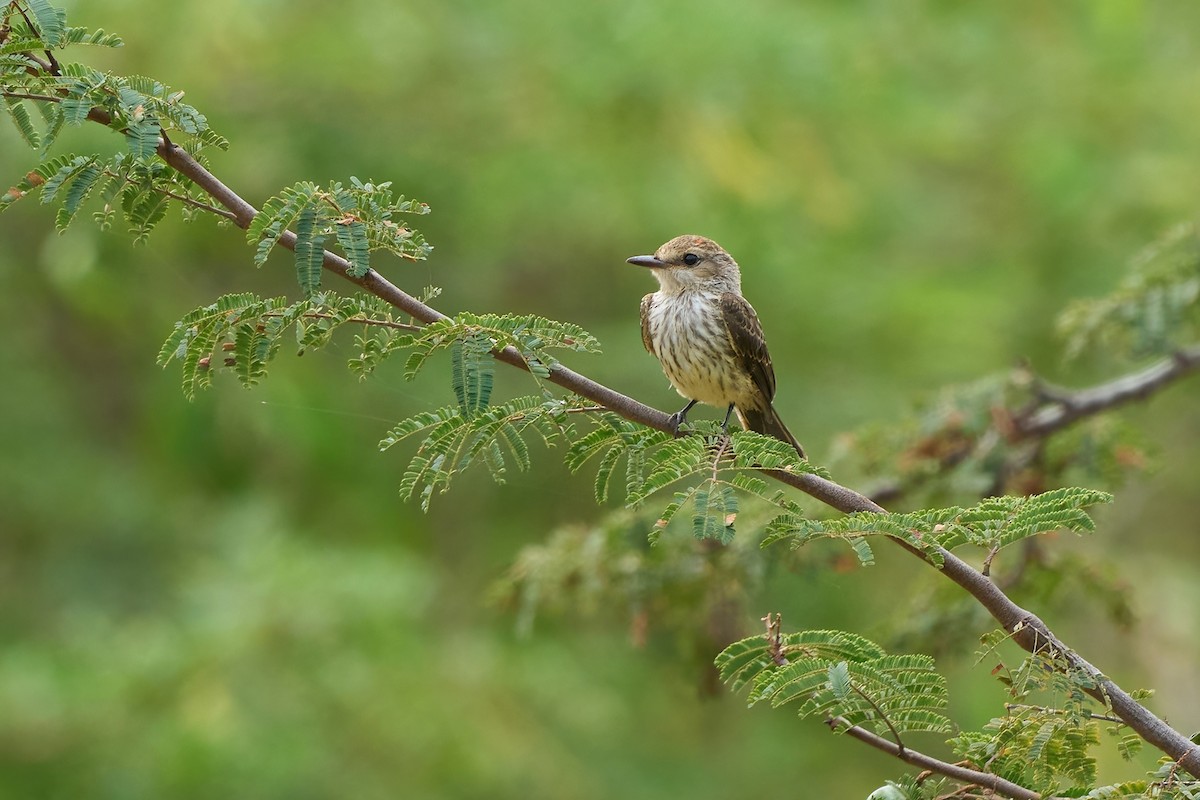 Ateş Renkli Sinekkapan (saturatus) - ML615909843