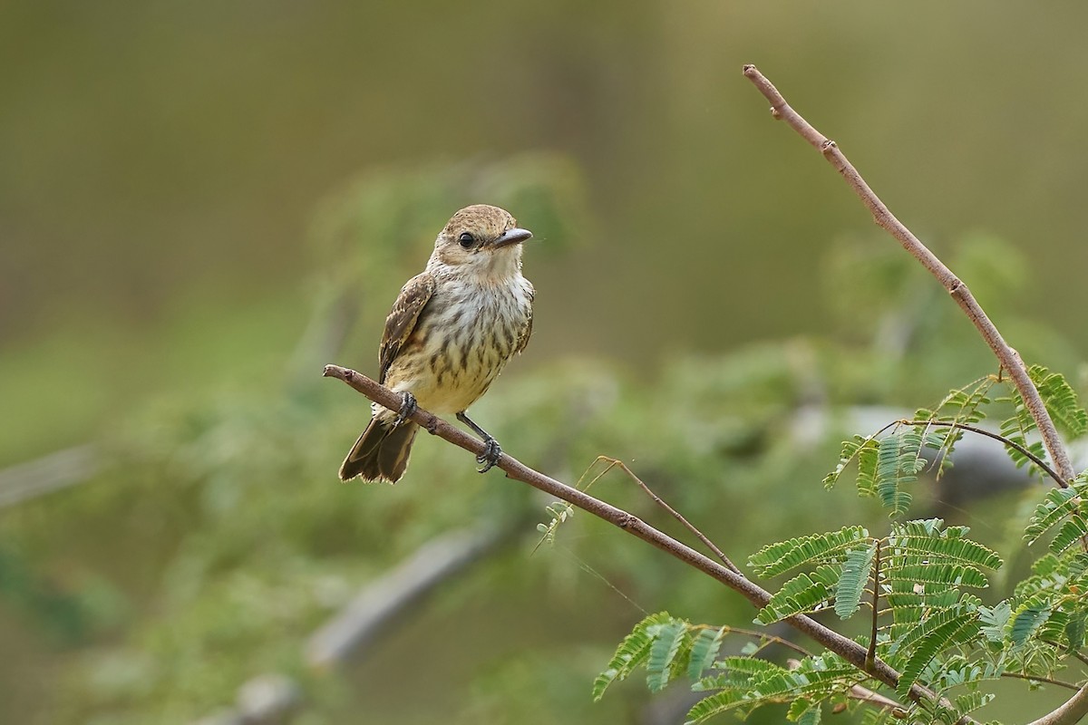 Vermilion Flycatcher (saturatus) - ML615909844