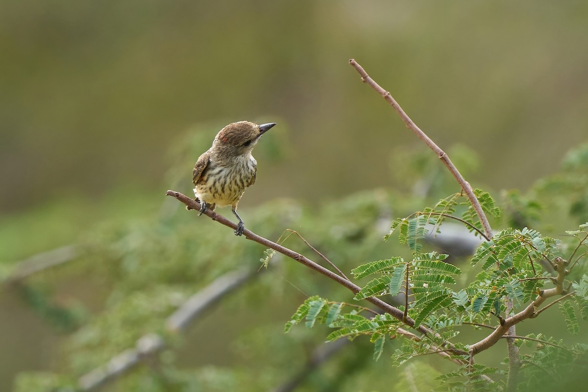 Ateş Renkli Sinekkapan (saturatus) - ML615909845