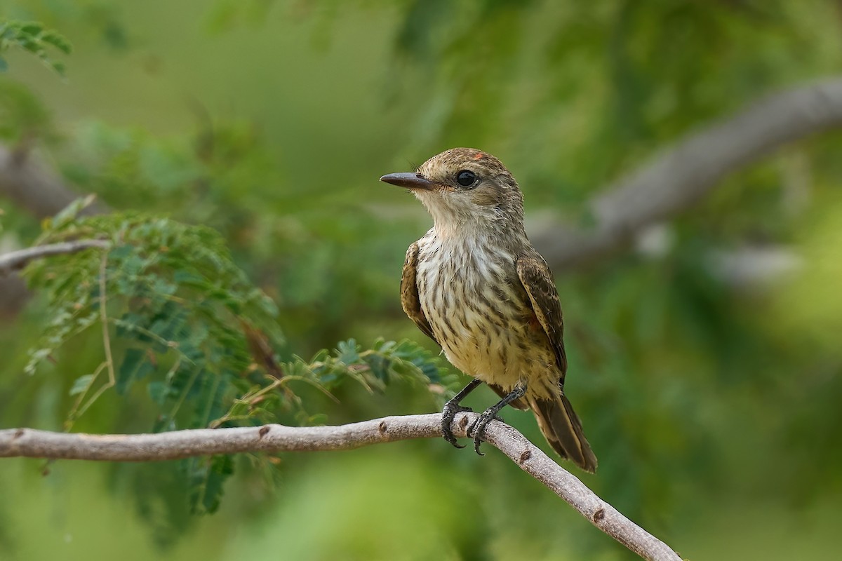 Vermilion Flycatcher (saturatus) - ML615909846