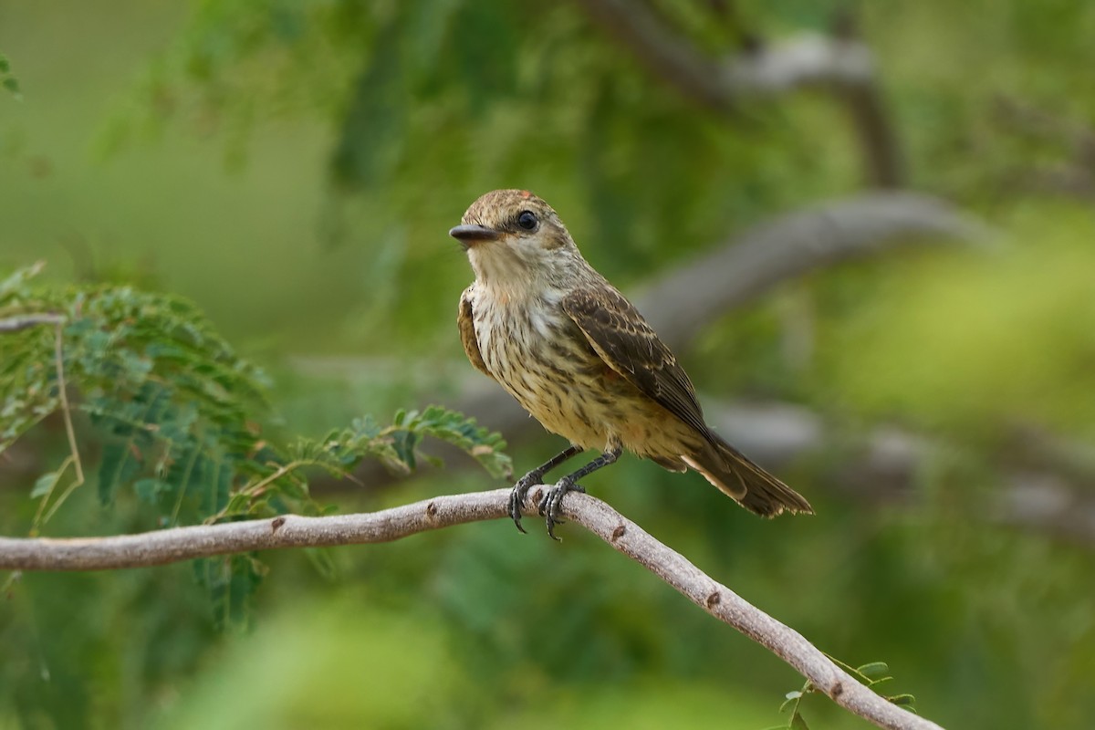 Ateş Renkli Sinekkapan (saturatus) - ML615909847