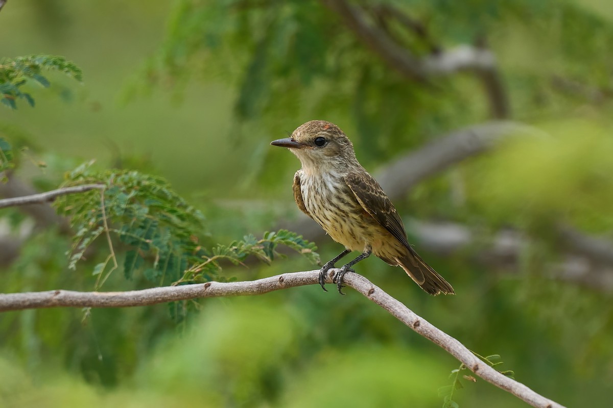 Ateş Renkli Sinekkapan (saturatus) - ML615909848