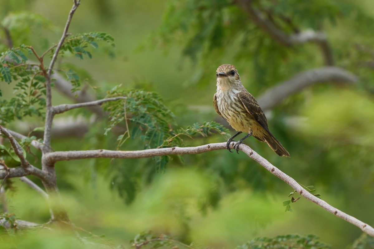 Ateş Renkli Sinekkapan (saturatus) - ML615909849