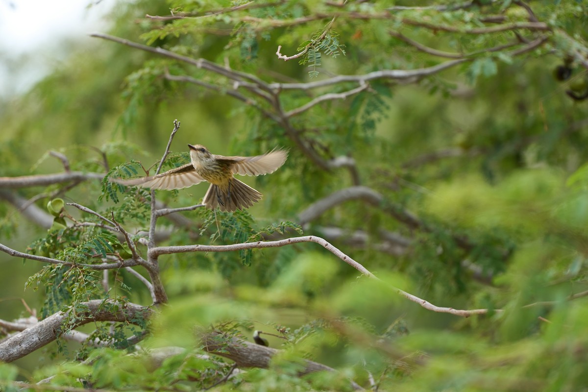 Vermilion Flycatcher (saturatus) - ML615909850