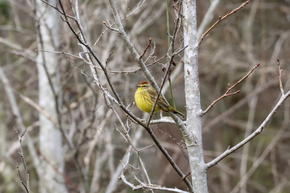 Palm Warbler (Yellow) - Sarah Webb