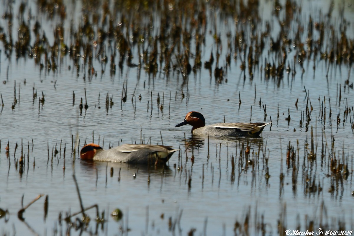 Green-winged Teal - ML615909871