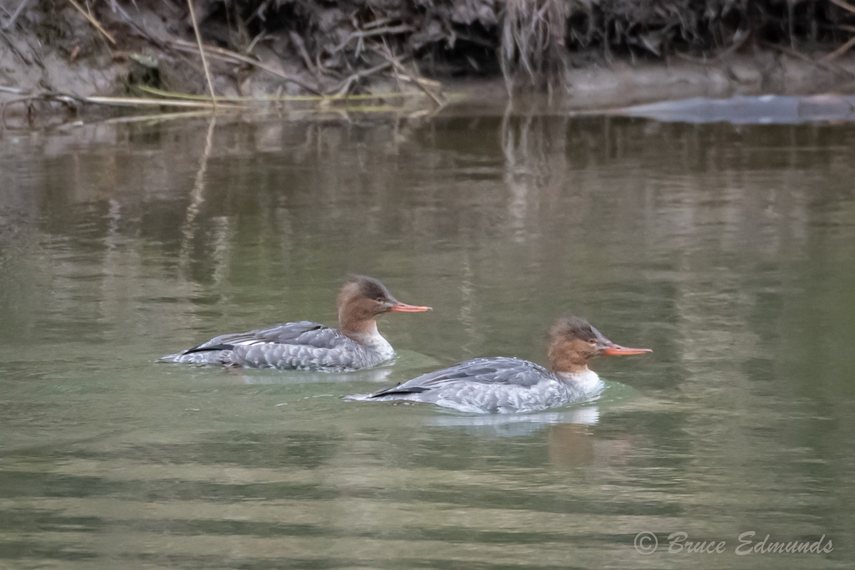 Red-breasted Merganser - ML615909904