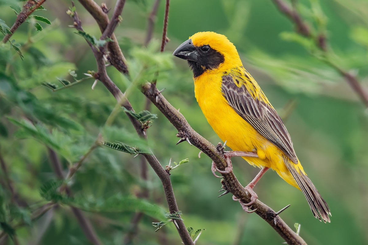 Asian Golden Weaver - ML615909943