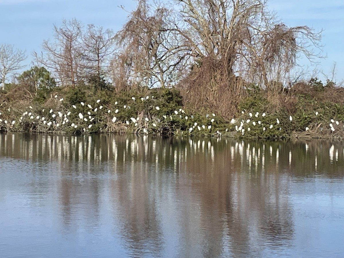 Little Blue Heron - ML615909956