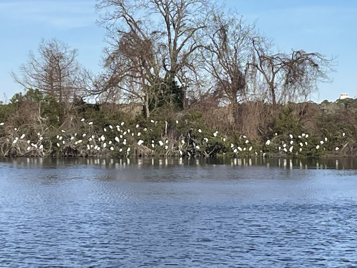 Snowy Egret - ML615909960