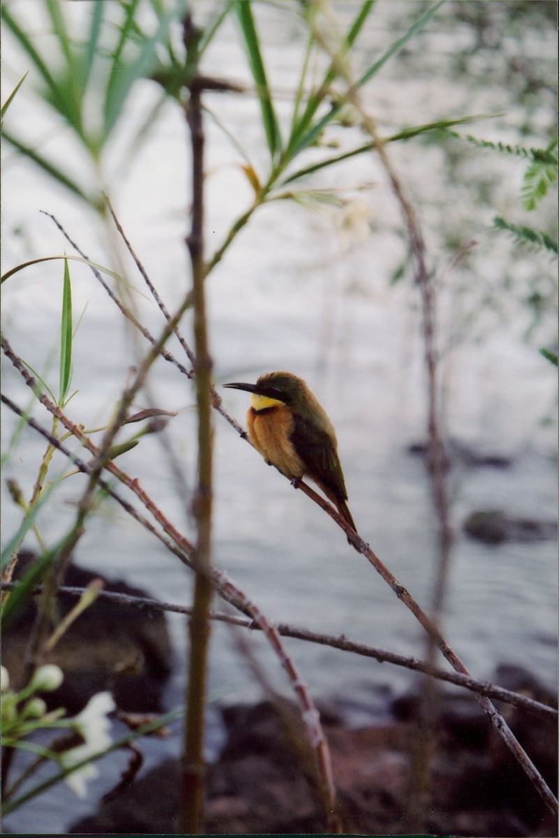 Little Bee-eater - ML615909979
