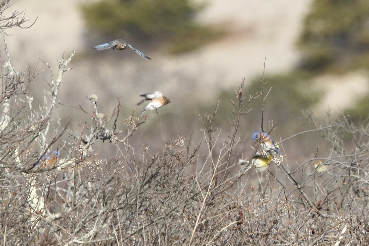 Eastern Bluebird - John Shamgochian