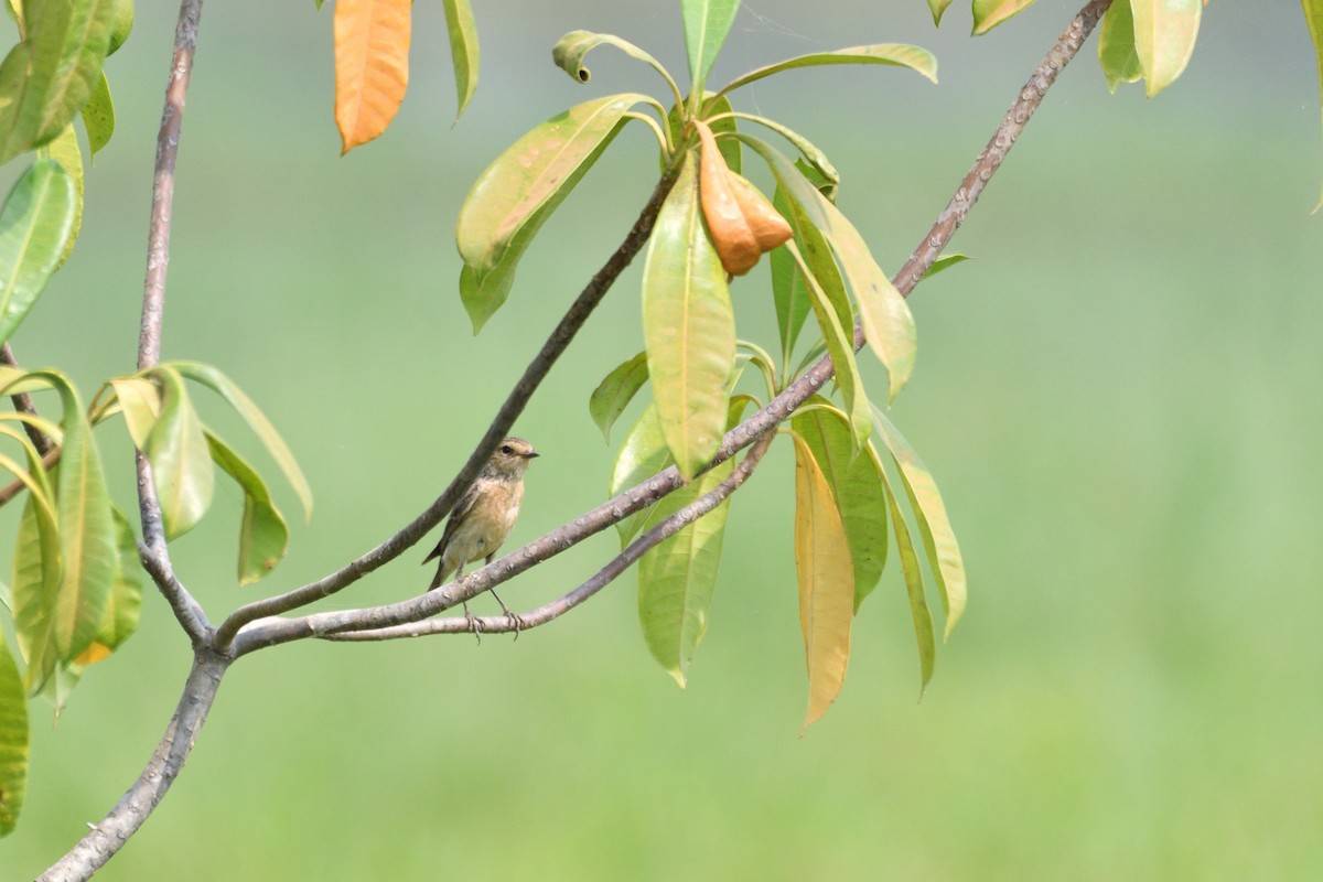 Siberian Stonechat - ML615910032