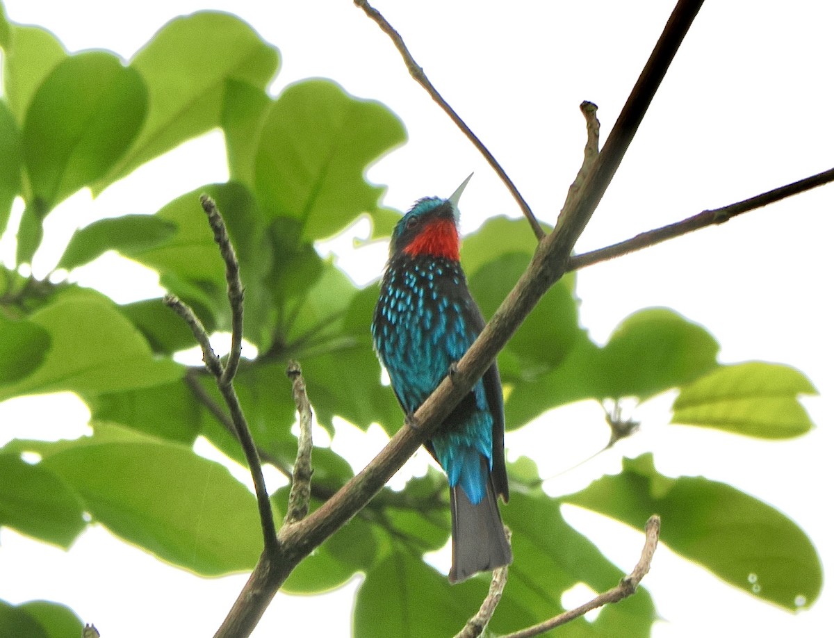 Black Bee-eater - Annette Teng