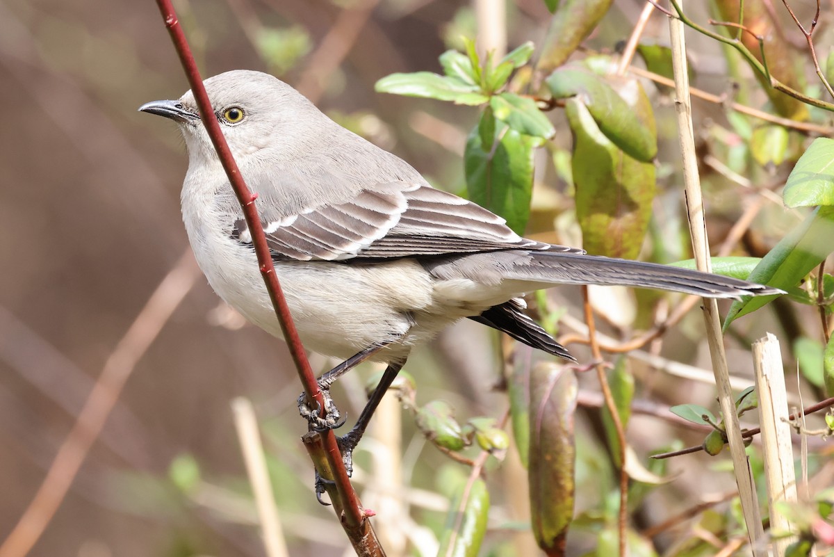 Northern Mockingbird - ML615910048