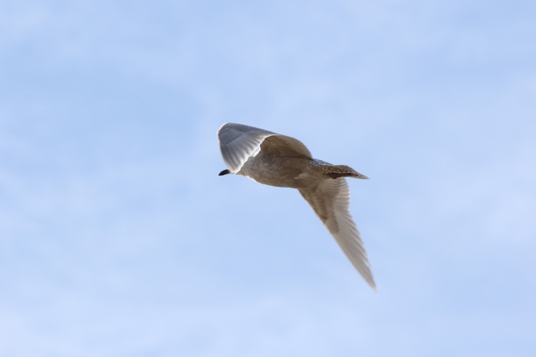 Iceland Gull - John Shamgochian