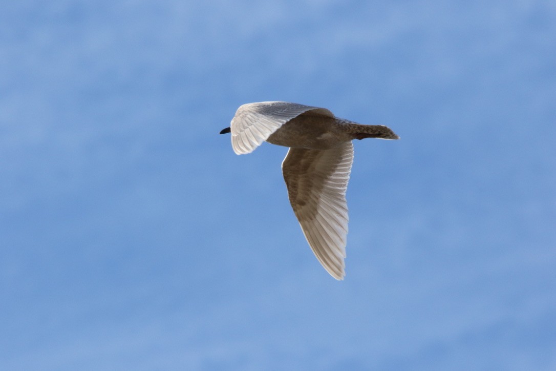 Iceland Gull - John Shamgochian