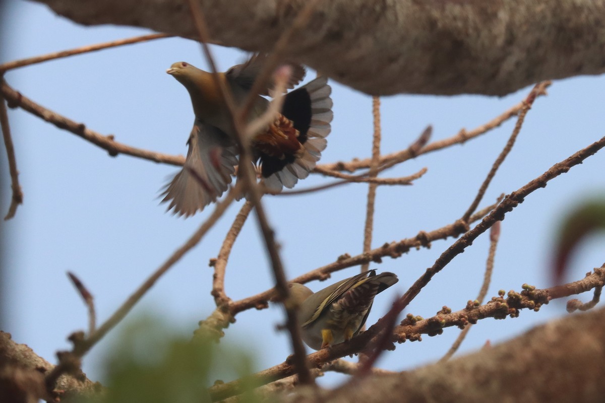 Yellow-footed Green-Pigeon - Laurie Gardner