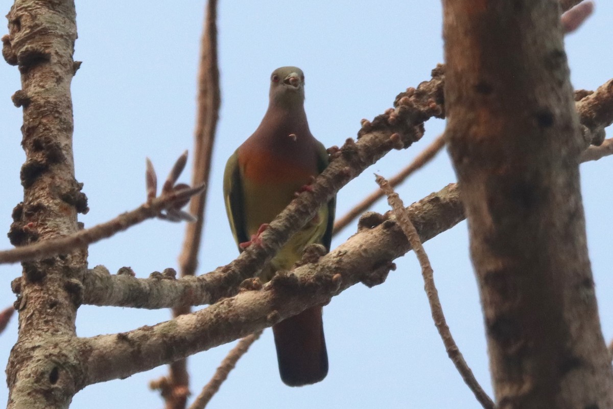 Pink-necked Green-Pigeon - Laurie Gardner