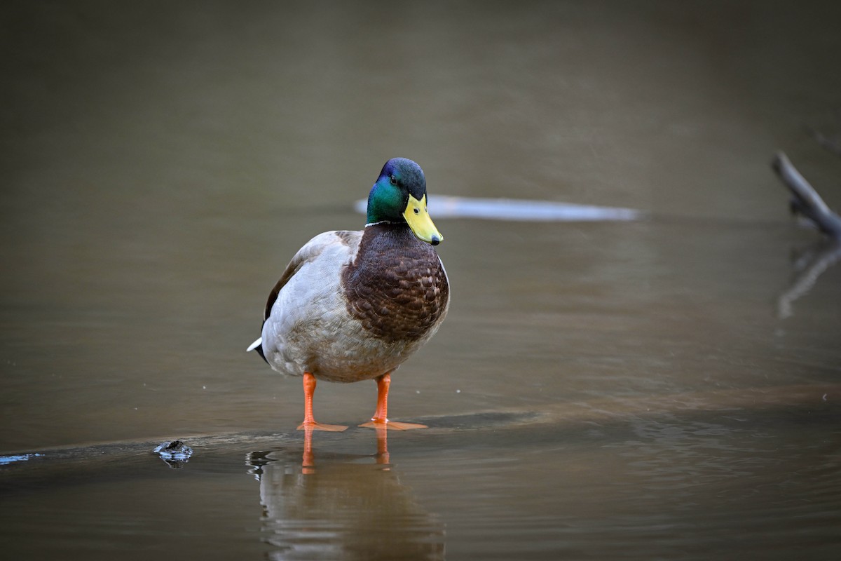 Mallard - ML615910238