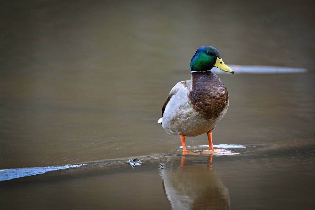 Mallard - ML615910239