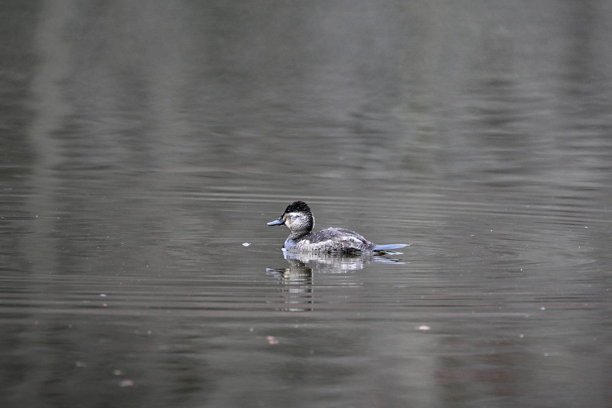 Ruddy Duck - ML615910250