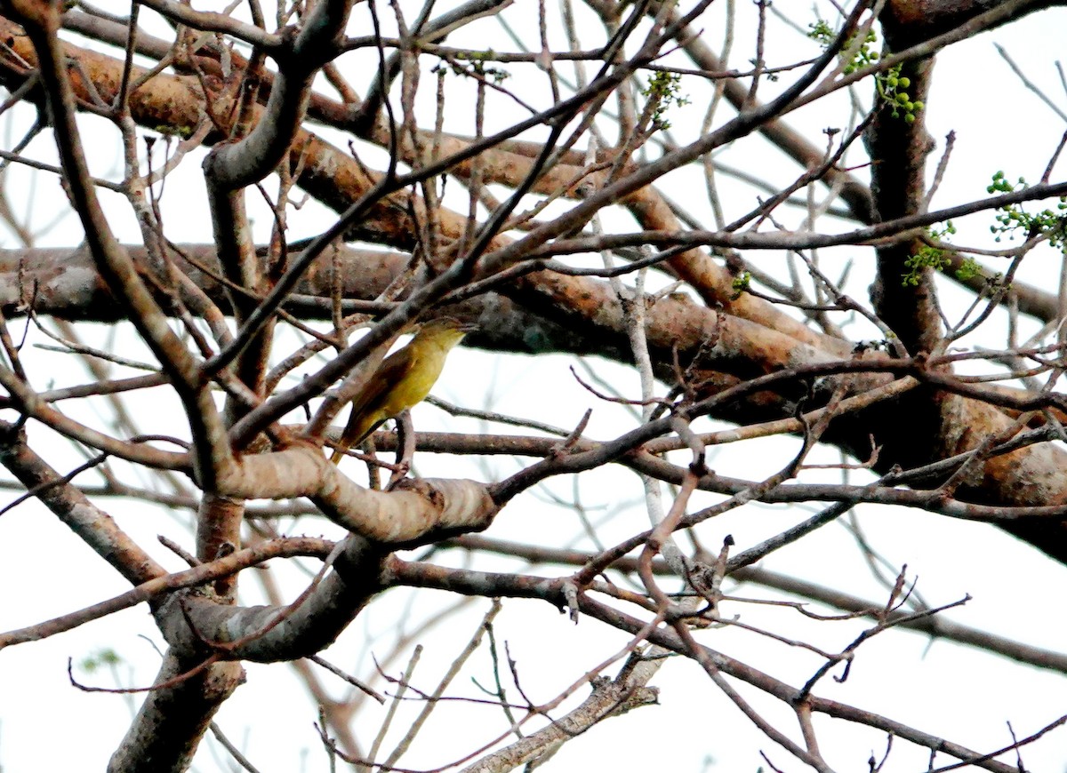 Sulphur-bellied Bulbul - ML615910258