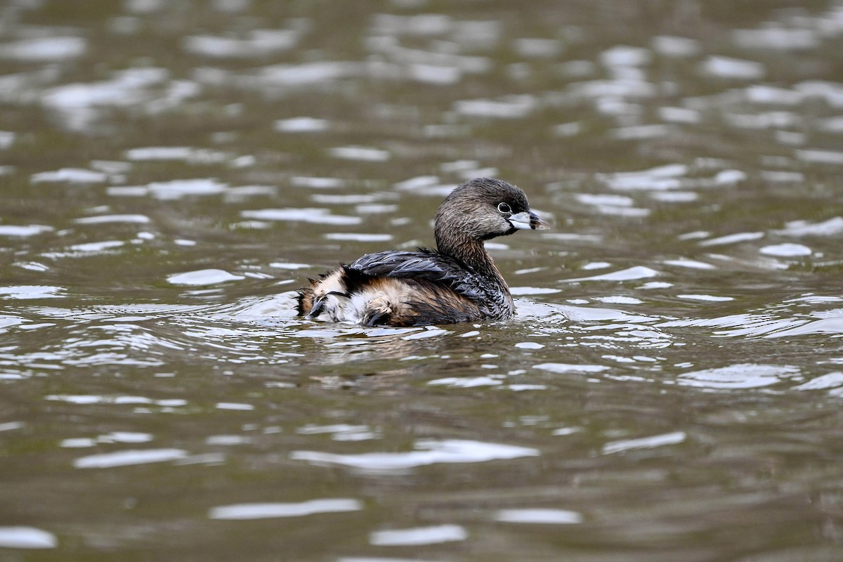 Pied-billed Grebe - ML615910262