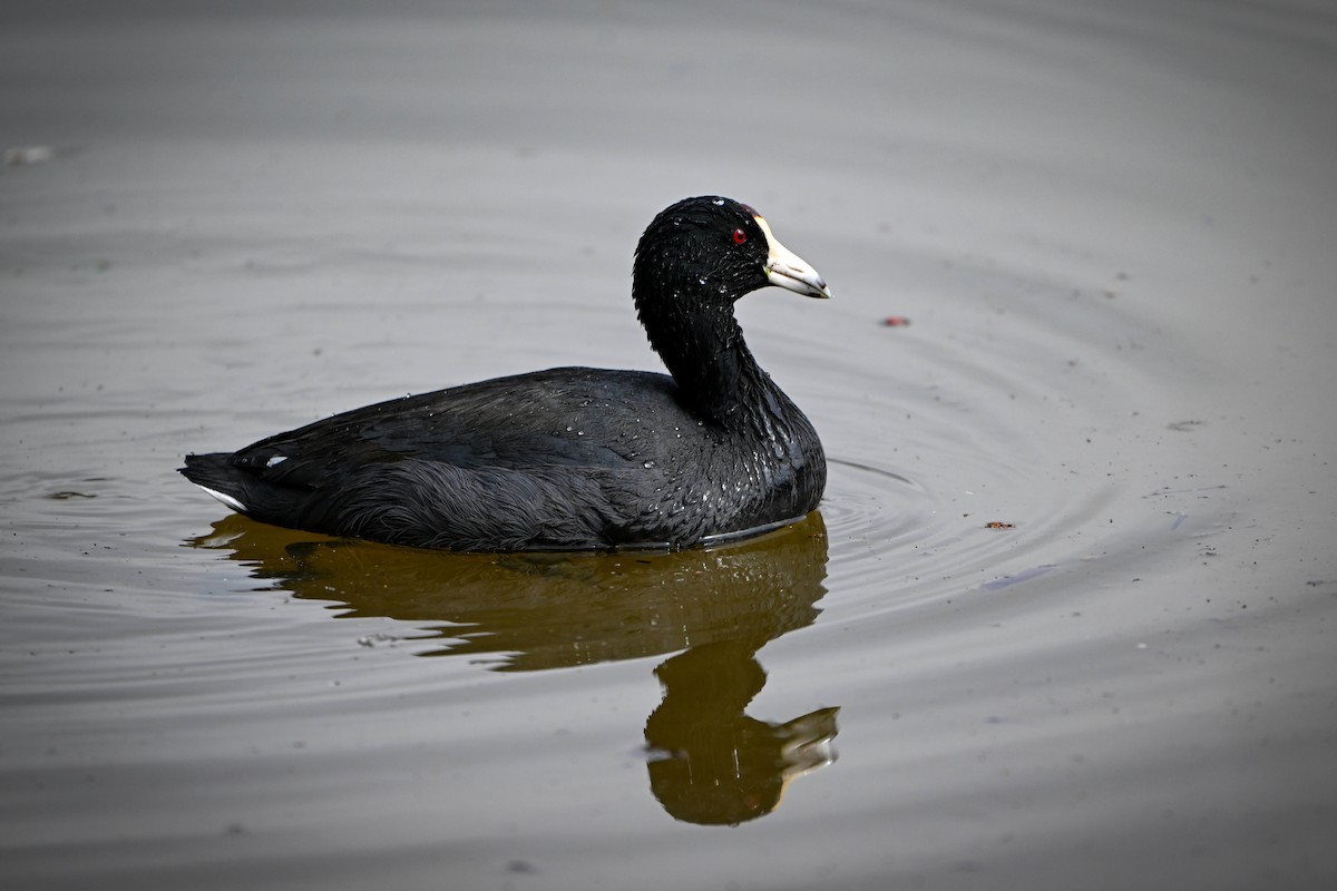 American Coot - ML615910273