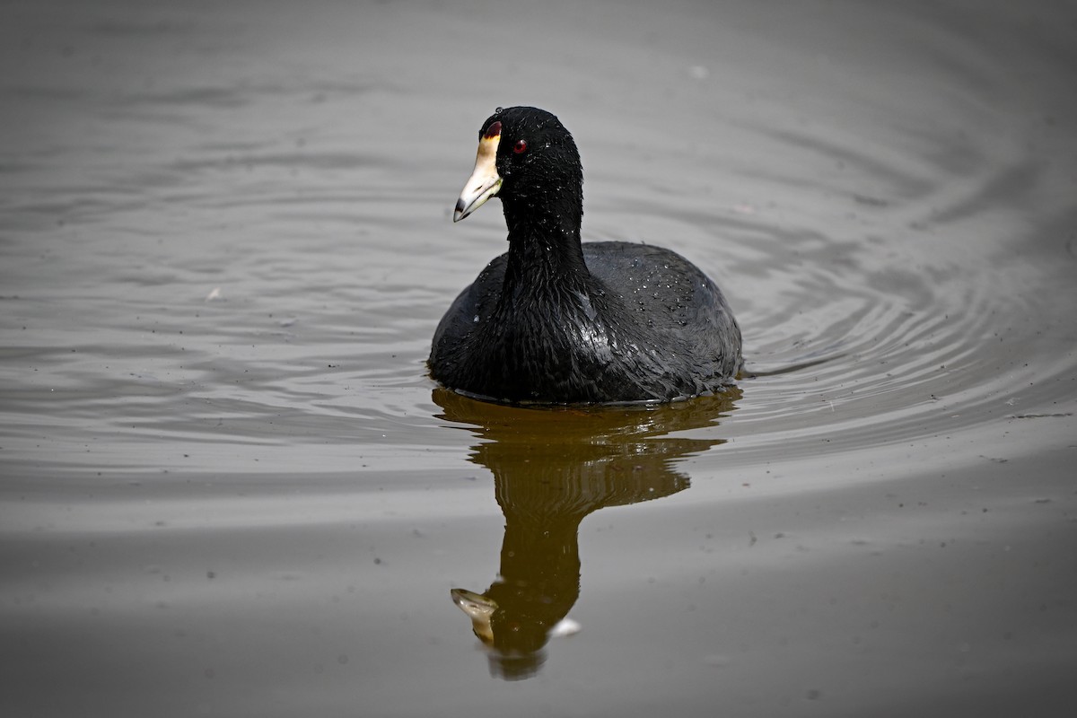 American Coot - ML615910274