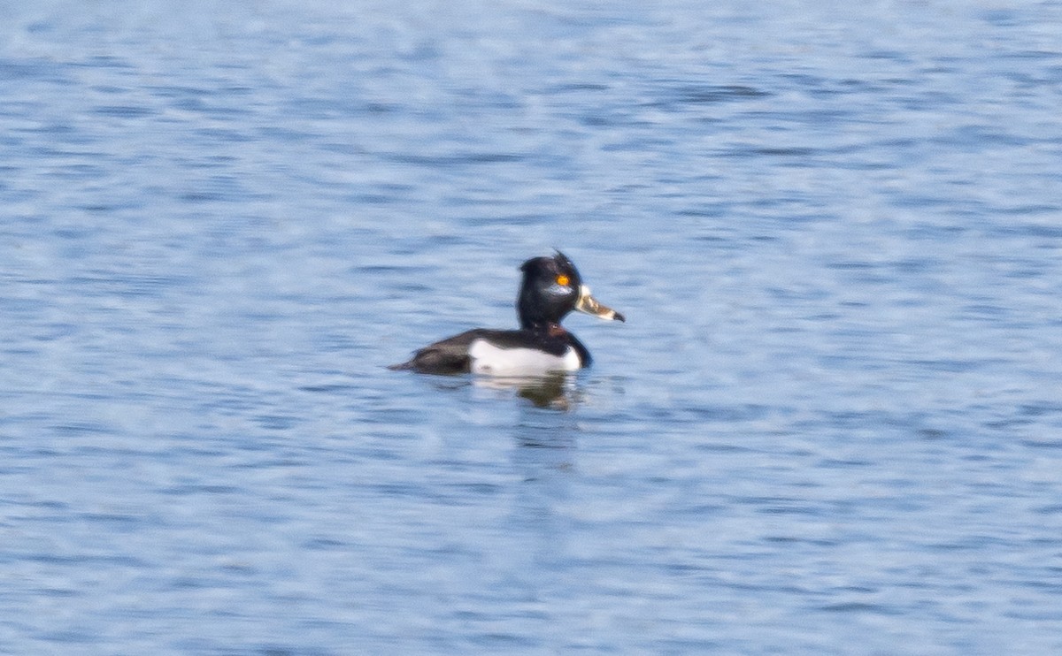 Ring-necked Duck - ML615910278