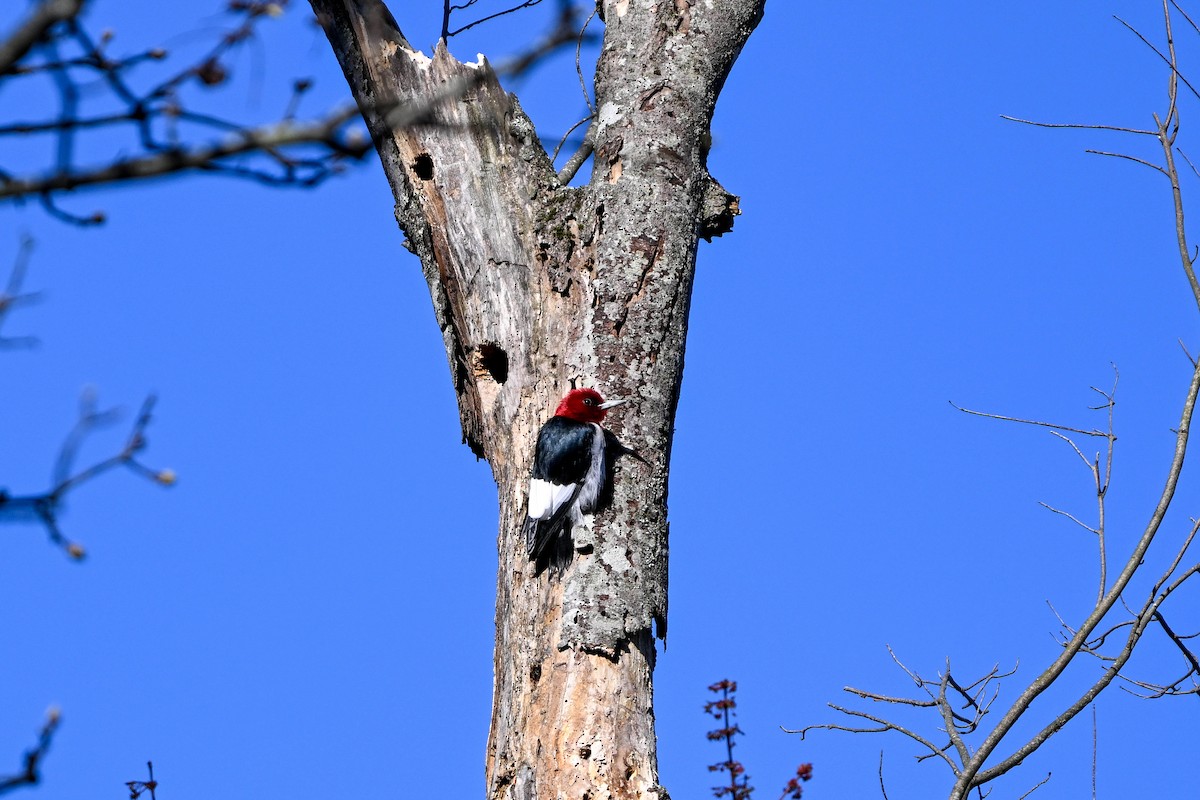 Red-headed Woodpecker - ML615910286