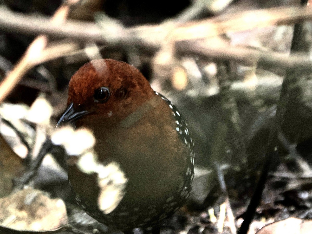 White-spotted Flufftail - Annette Teng