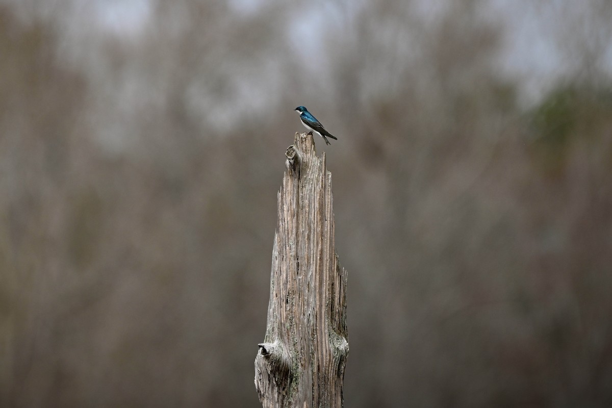 Tree Swallow - ML615910294
